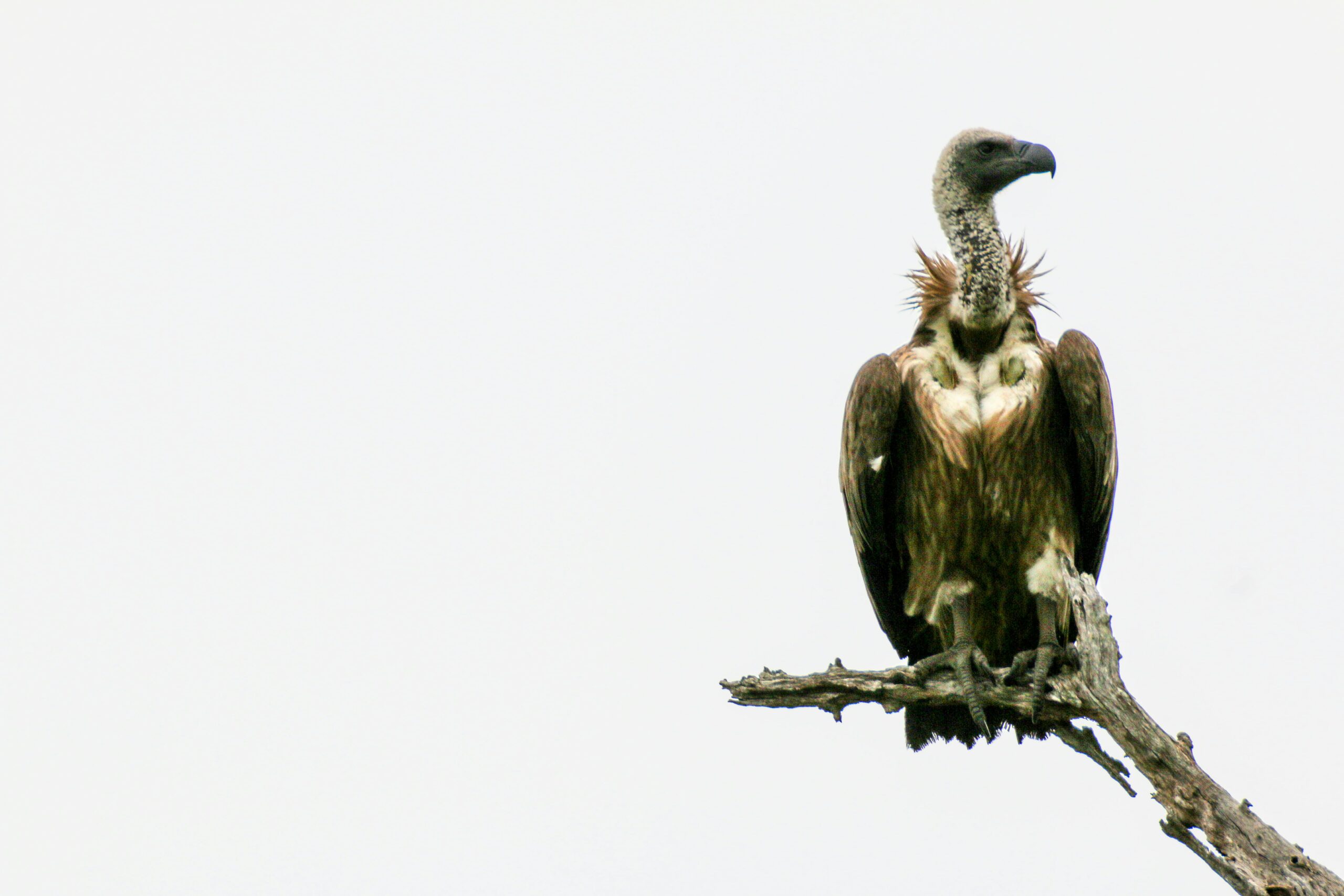 Revealed: Study Shows Landlords Share 98% of DNA with Large Carrion-Eating Birds